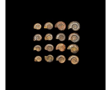 Cretaceous Period, 145-66 million years BP. A group of sixteen Cephalopod ammonites. From the collection of the palaeontologi