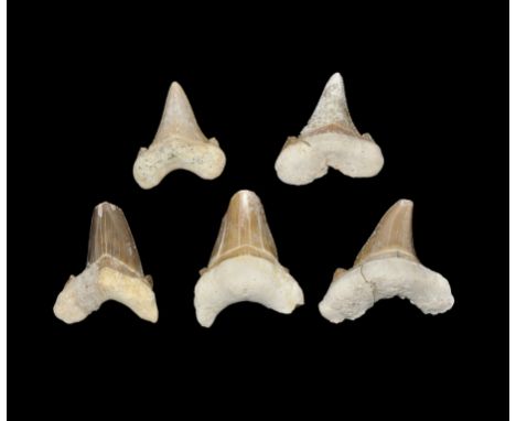 Eocene Period, 56-33 million years BP. A group of five large Otodus obliquus, or Sand Shark teeth. From the collection of the