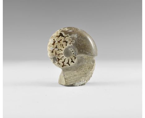 Jurassic Period, (Bacocian Stage), 172-168 million years BP. A large polished Oolite Sloenbachia chambered ammonite, with a m