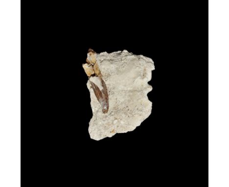Cretaceous Period, 145-66 million years BP. A fossil Elasmosaur tooth in a matrix from Kem Kem Basin, Morocco. From the colle