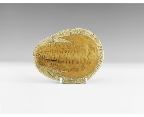 Devonian Period, 419-358 million years BP. A large Cambropallas telesto trilobite on a matrix. From the collection of the pal