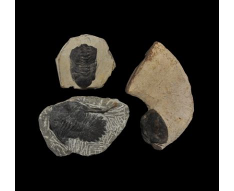 Upper Devonian Period, 382-372 million years BP. A group of three trilobites which include: Paralejurus dormizzeri, Metacanth