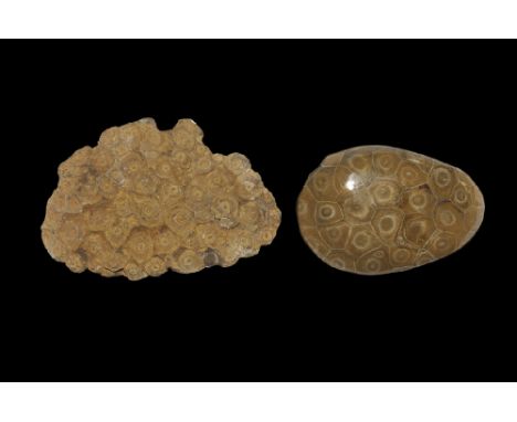 Devonian Period, 419-358 million years BP. A large fossil Arachnophyllum pentagonam coral colony specimen polished on one sid