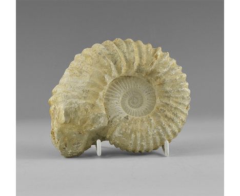 Late Cretaceous Period, (Cenomanian Stage), 100-93 million years BP. A large Acanthoceras sp. ammonite. From an old Norwich, 