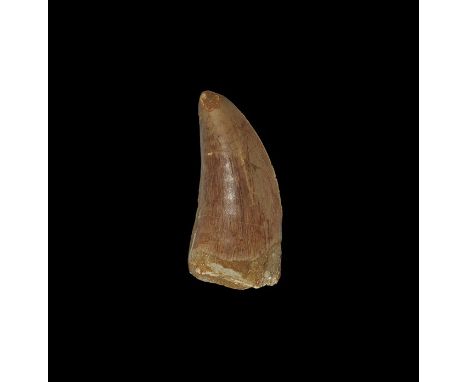 Cretaceous Period, 145-66 million years BP. A large Bahariasaurus ingens tooth. From the collection of the palaeontologist R 