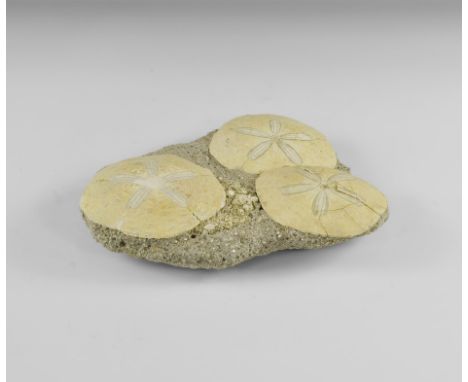 Miocene Period, 23-5 million years BP. A group of three Scutella echinoids on a matrix. From an old Bristol paleontological c