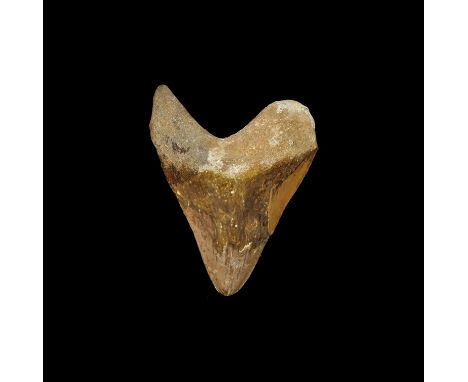 Pliocene Period, 5.33-2.58 million years BP. A large Carcharocles megalodon shark tooth. From the collection of the palaeonto