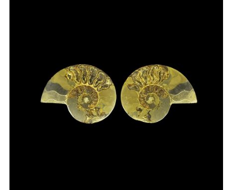 Cretaceous Period, 145-66 million years BP. Two halves of a cut and polished Cleoniceras ammonite showing chambers with miner