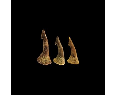 Upper Cretaceous Period, 100-66 million years BP. A group of three large fossil Onchopristus numidus sawfish rostral teeth fr