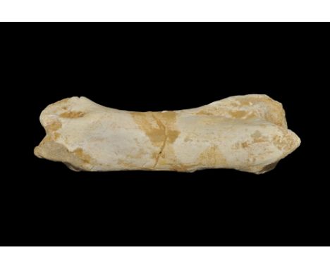 Cretaceous Period, 145-66 million years BP. A large toe bone from Spinosaurus aegyptiacus. From an old Norwich, UK, paleontol