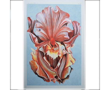 Beautiful large scale color screenprint on laid paper entitled Pink Iris by Hyperrealist painter and printmaker Lowell Nesbit