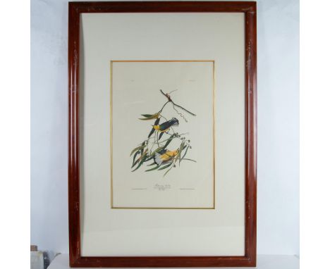 Prothonotary Warbler is a large color photo lithograph of plate 3 from artist-naturalist John James Audubon's magnum opus The
