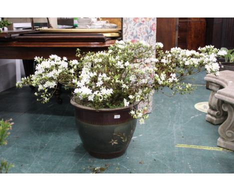Green and brown garden planter, height 39 cm, diameter 46 cm, containing a white flowering shrub