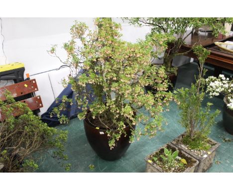 Tall brown garden planter (matches Lot 778), containing a flowering shrub