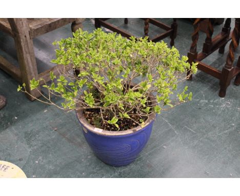 Blue garden planter containing a glossy privet, planter height 31 cm, diameter 38 cm