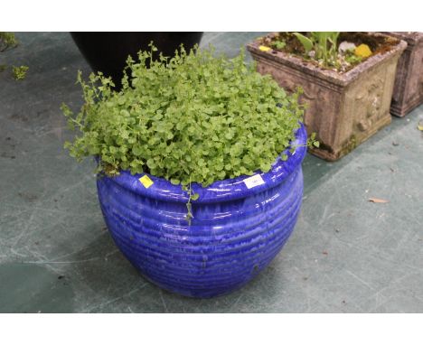Blue glazed garden planter containing a marsh pennywort