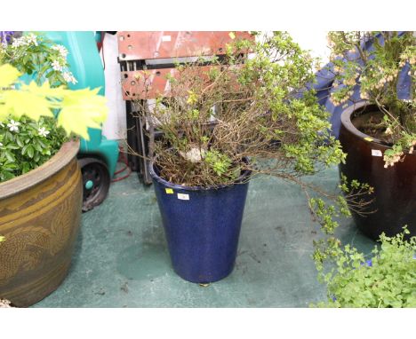Dark blue glazed garden planter, height 41 cm, containing a shrub