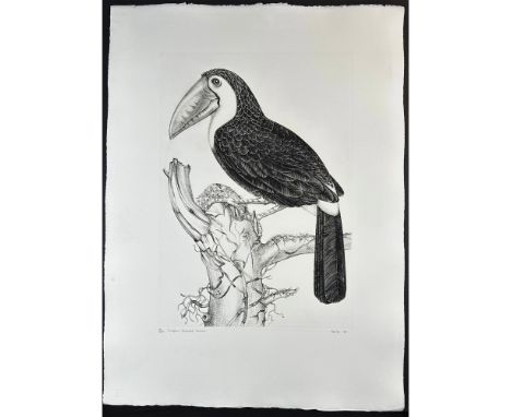 Etching titled Sulphur Breasted Toucan. Signed lower right numbered 31/200. Year 1970 Sight size 23" x 31". 