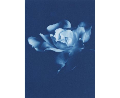 
	
		Rosalind Hobley
		Gardenia I, 2022
		Cyanotype on Paper
		Signed verso
		15 x 10cm (5¾ x 3¾ in.)
		
		About 
		
		Rosali