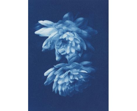 
	
		Rosalind Hobley
		Dahlias I, 2022
		Cyanotype on Paper
		Signed verso
		15 x 10cm (5¾ x 3¾ in.)
		
		About 
		
		Rosalin