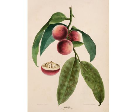 Mauritius. 'Trees and Fruits of the Mauritius' [spine-title], Port Louis, Mauritius: Devaux et Cie [and] J. Maisonneuve, c.18