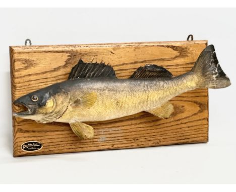 A vintage taxidermy wall mounted walleye. Mike Reader’s Wildlife Taxidermy. On oak back. 53cm