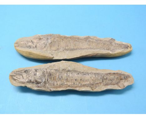 A fish fossil, full-length detail, age approximately 100 million years, 15in. - in two sections