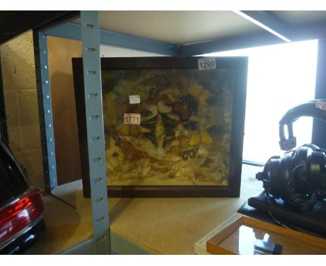 Framed taxidermy butterflies and bats. Not available for in-house P&amp;P 