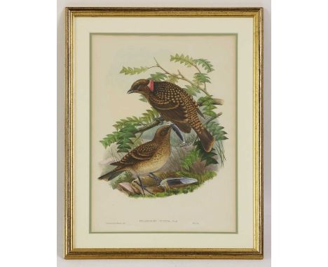 John Gould (1804-1881)'Chlamydera Guttata'; 'Artichia Rufescens'; 'Eustephanus Pernandensis' and othersseven lithographs in c
