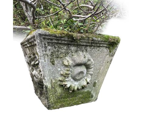 A large reconstituted stone planter cast with flower motif, the height of planter 41cm width 49cm containing a pine.