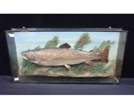 TAXIDERMY: A BROWN TROUT 3lbs 4 ozs'Taken by J. Brazier... 1973,, Hanningfield Reservoir Essex', cased 62cm wide