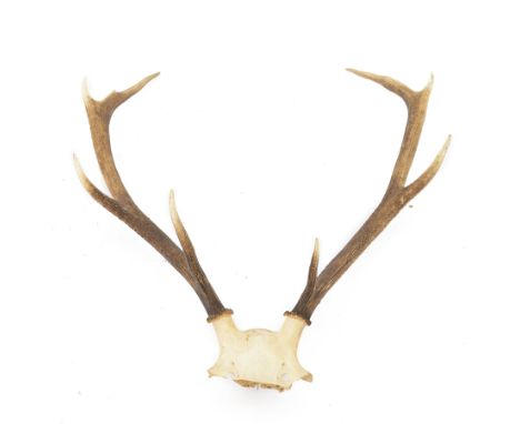 Antlers/Horns; pair of Red Deer (Cervus elaphus) antlers upon partial skull, H70cm W65cm