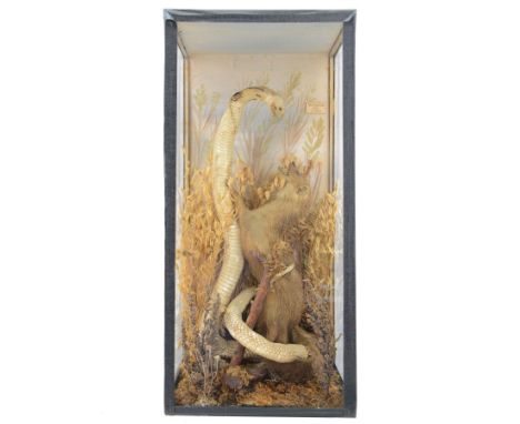 Taxidermy; Cased Mongoose (Herpestidae) fighting an Indian cobras (Naja naja), the cobras entwined around an adult mongoose, 