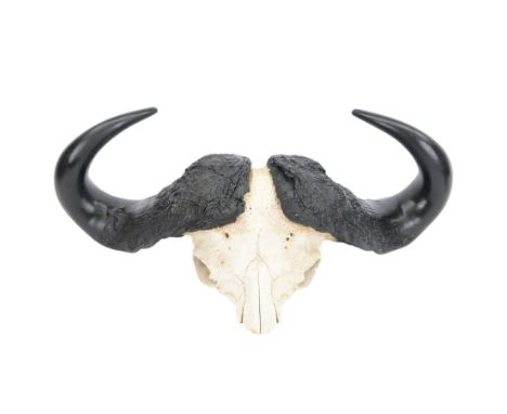Antlers/ Horns: Cape Buffalo (Syncerus caffer caffer) 20th century, set of large adult bull horns on cut upper skull, H28cm, 