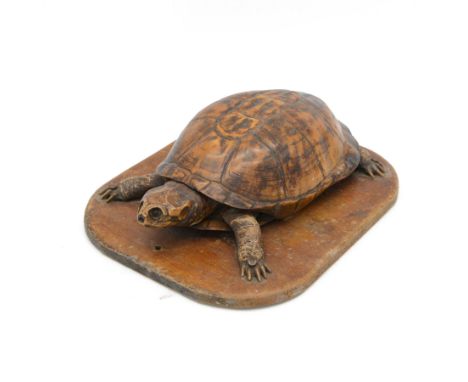 Taxidermy; Victorian terrapin (Malaclemys terrapin), upon a wooden plaque, H21cm 