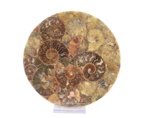 Polished ammonite plate, formed of individual ammonites age; Jurassic period, D20cm