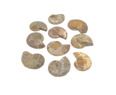 Collection of Cleoniceras ammonite fossil slices, with polished finish, age: Cretaceous period, location: Madagascar, D6cm
