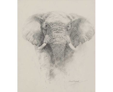 ▲ David Shepherd (1931-2017) A bull elephantsigned 'David Shepherd' l.r., pencil33.5 x 28cmProvenance: Purchased from Rountre