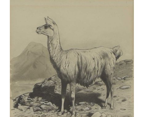 Wilhelm Kuhnert (German, 1865-1926) A llamapencil and wash heightened with white13.5 x 15cmProvenance: With Mathaf Gallery Lt