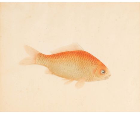 FÜNF DARSTELLUNGEN VON FISCHEN Wohl China, wohl um 1900 Aquarell. SM. 25 cm x 32 cm bis 25,9 cm x 32,9 cm, R. 42,4 c. Hinter 