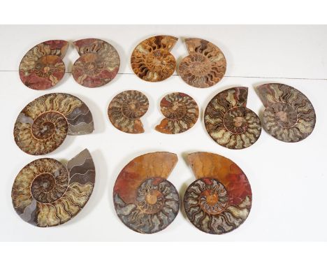 A collection of Cleoniceras ammonite specimens, Cretaceous period, approximately 120 million years old, each pair have been c