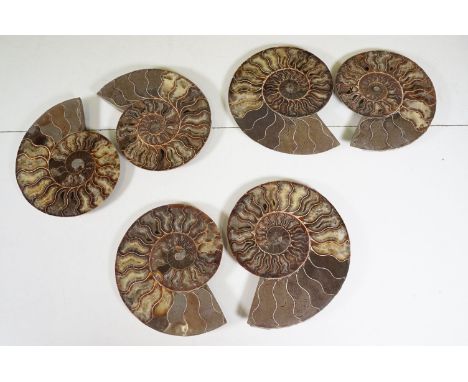 A collection of Cleoniceras ammonite specimens, Cretaceous period, approximately 120 million years old, each pair have been c