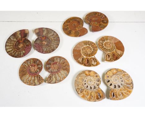A collection of Cleoniceras ammonite specimens, Cretaceous period, approximately 120 million years old, each pair have been c