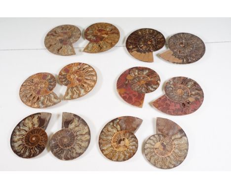 A collection of Cleoniceras ammonite specimens, Cretaceous period, approximately 120 million years old, each pair have been c