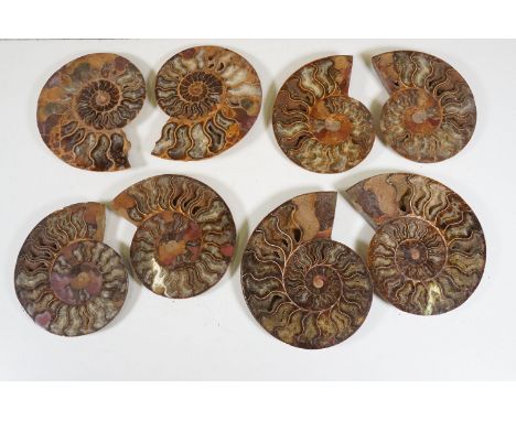 A collection of Cleoniceras ammonite specimens, Cretaceous period, approximately 120 million years old, each pair have been c