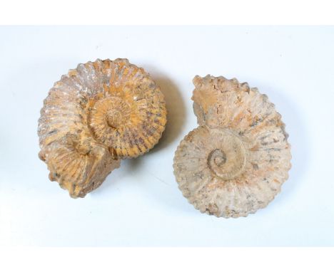 Two Cleoniceras ammonite specimens, Cretaceous period, approximately 120 million years old, uncut and unpolished.