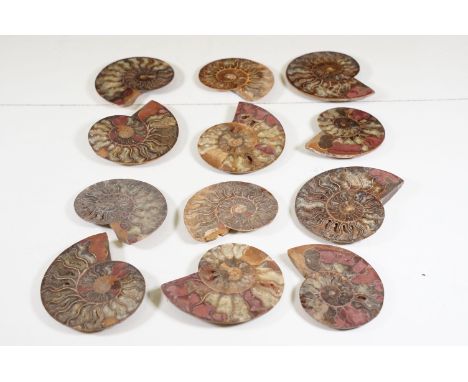 A collection of Cleoniceras ammonite specimens, Cretaceous period, approximately 120 million years old, each pair have been c
