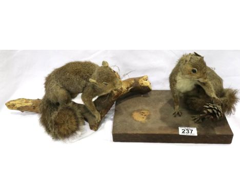 Two taxidermy grey Squirrels mounted on a branch and a wooden board. P&amp;P Group 3 (£25+VAT for the first lot and £5+VAT fo
