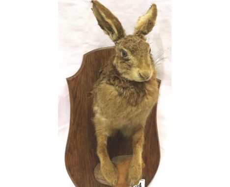 Taxidermy Hare head and shoulders mounted on shield. P&amp;P Group 3 (£25+VAT for the first lot and £5+VAT for subsequent lot