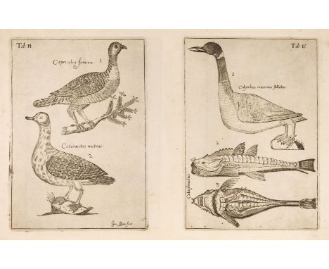 Sibbald (Robert). Scotia Illustrata, sive Prodromus Historiae Naturalis, 3 parts in 1, Edinburgh: Jacobi Kniblo, Josuae Solin